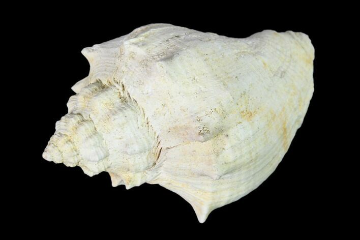 Pliocene Gastropod (Melongena) Fossil - Florida #148561